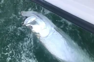 Ramrod Key Fishing Charter thumbnail 6