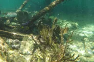 Islamorada Private Charter thumbnail 6