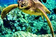 Maui Turtle Town Snorkeling Tour with Marine Biologist thumbnail 2