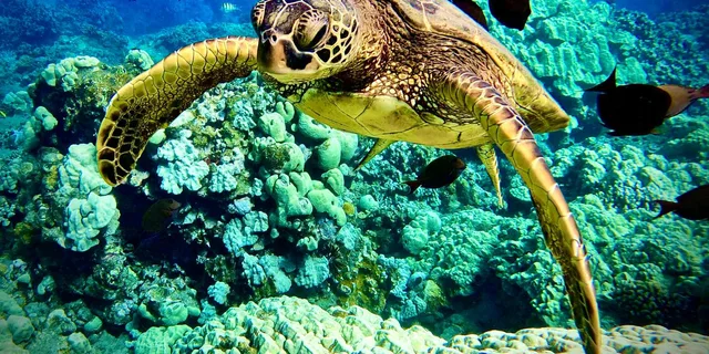 Maui Turtle Town Snorkeling Tour with Marine Biologist - Image 2