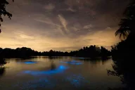 Oak Hill Bioluminescence Paddle Tour thumbnail 2
