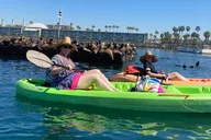 Redondo Beach Kayak Tour with Sea Lions thumbnail 4