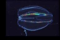 Merritt Island Comb Jelly Bioluminescence Kayak Tour thumbnail 1