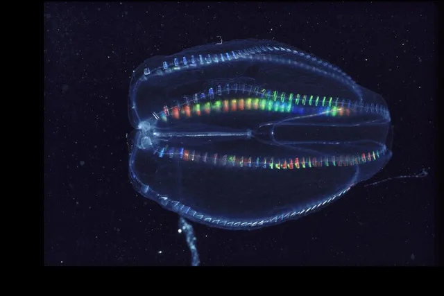 Merritt Island Comb Jelly Bioluminescence Kayak Tour - Image 1