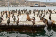 San Diego Amphibious Seal Tour thumbnail 3