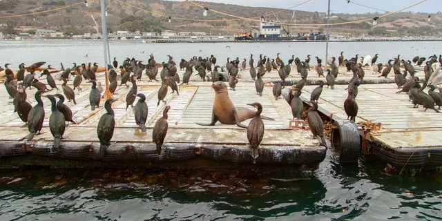 San Diego Amphibious Seal Tour - Image 3