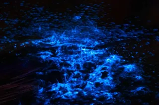Oak Hill Bioluminescence Paddle Tour