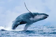 Maui Whale Watch Cruise Aboard Malolo thumbnail 3