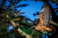 San Francisco Wildlife Walking Tour 90 min thumbnail 1