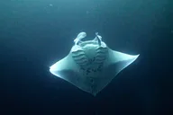 Kona Manta Ray Night Snorkel Adventure 2.5 hr thumbnail 3