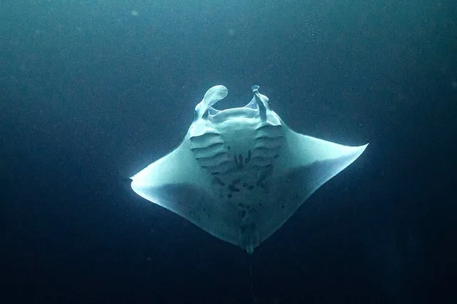 Kona Manta Ray Night Snorkel Adventure 2.5 hr - Image 3