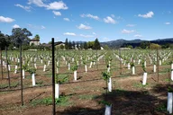 Napa Valley Wine Tour 8 Hours thumbnail 6