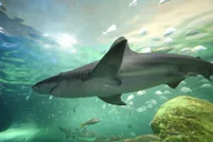 Myrtle Beach Aquarium Entry Ticket thumbnail 3