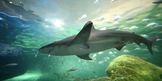 Myrtle Beach Aquarium Entry Ticket - Image 3