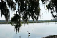 Charleston Middleton Place Guided Tour with Lunch thumbnail 2