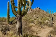 Scottsdale Desert Hiking Adventure thumbnail 5