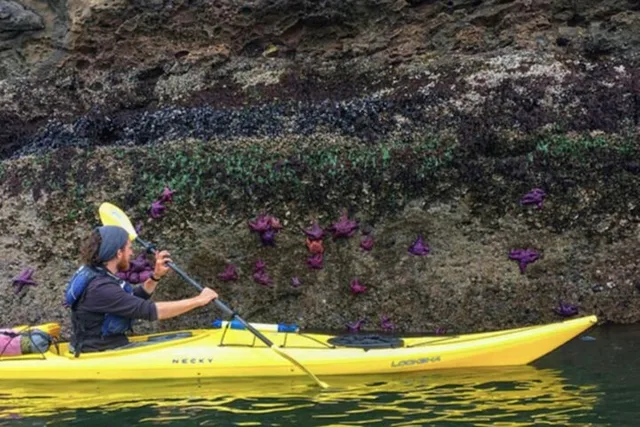 Orcas Island Coastal Kayak Tour - Image 2