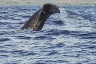 Maalaea Whale Watching Catamaran Cruise with Drinks thumbnail 6