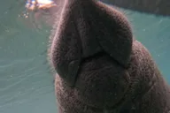 Crystal River Manatee Swim Tour with Free Photos thumbnail 6