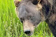 Anchorage Bears & Beers Tasting Tour thumbnail 3