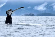 Sitka Whale Watching and Marine Wildlife Excursion 2 hr thumbnail 5
