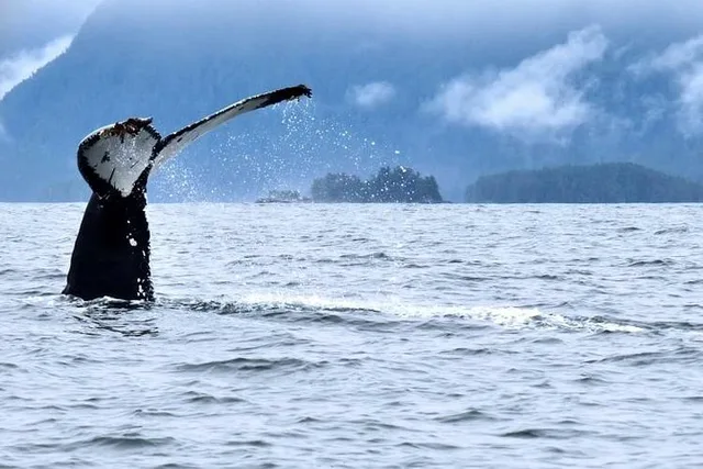Sitka Whale Watching and Marine Wildlife Excursion 2 hr - Image 5