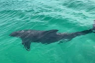 Destin Crab Island Morning Cruise thumbnail 5
