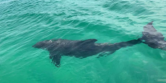 Destin Crab Island Morning Cruise - Image 5