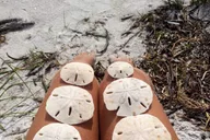 Madeira Beach Shell Key Preserve Shelling Cruise 3 hr thumbnail 2