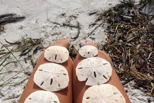 Madeira Beach Shell Key Preserve Shelling Cruise 3 hr - Image 2