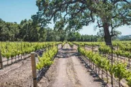 Los Angeles Wine Helicopter Tour at Fess Parker Winery thumbnail 4