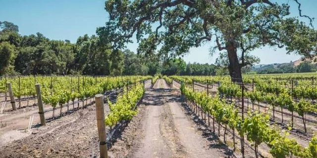 Los Angeles Wine Helicopter Tour at Fess Parker Winery - Image 4