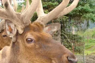 Anchorage Wildlife Conservation Center and Portage Valley Tour thumbnail 4