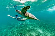 Waikiki Turtle Canyon Snorkel Tour thumbnail 5