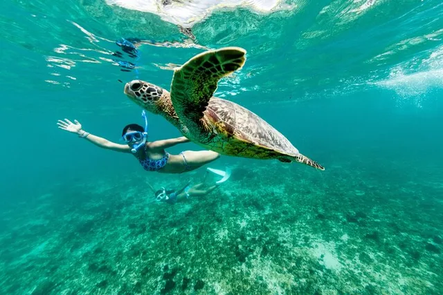 Waikiki Turtle Canyon Snorkel Tour - Image 5