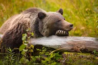 Jackson Hole Yellowstone Wildlife and Geysers Day Tour thumbnail 2