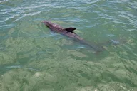 Fort Myers Beach Boat Tour for Up to 12 People thumbnail 4