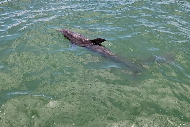 Fort Myers Beach Boat Tour for Up to 12 People - Image 4