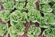 Napa Valley Farm Workshop thumbnail 4