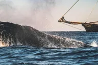 San Diego Whale Watching Cruise on Yacht America thumbnail 3