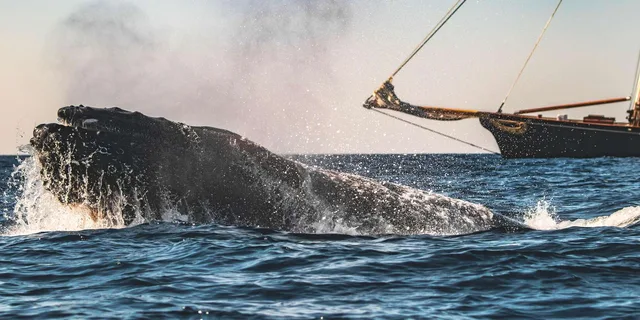 San Diego Whale Watching Cruise on Yacht America - Image 3