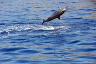 Oahu Dolphin Watch and Snorkeling Cruise at Sunset thumbnail 3