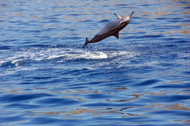 Oahu Dolphin Watch and Snorkeling Cruise at Sunset - Image 3