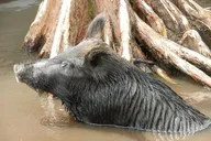 New Orleans Swamp and Bayou Boat Tour thumbnail 5