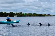 Daytona Beach Kayak Tour with Dolphins and Manatees thumbnail 6