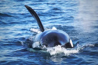 San Diego Whale and Dolphin Watching Tour