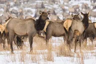 Grand Teton Wildlife Safari 1 hr thumbnail 6