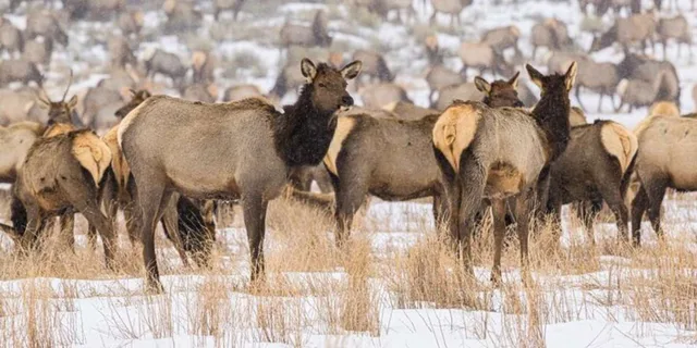 Grand Teton Wildlife Safari 1 hr - Image 6