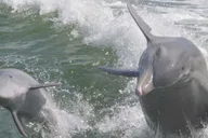 Naples Manatee and Dolphin Eco Boat Tour 3 hr thumbnail 5
