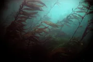 Sitka Snorkel Tour at Magic Island thumbnail 5